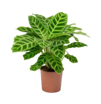 Calathea-zebrina-Zebra-Plant_5000x