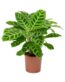 Calathea-zebrina-Zebra-Plant_5000x