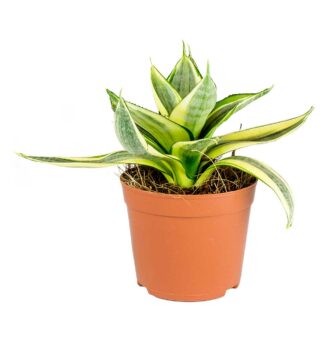 Sansevieria-trifasciata-Golden-Hahnii-Birds-Nest-Snake-Plant_2000x