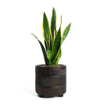 Sansevieria-trifasciata-Laurentii-Variegated-Snake-Plant-Nola-Plant-Pot-Shiny-Brown_f76c54b5-17ae-4ed5-b3c0-6e8d050d3f88_5000x