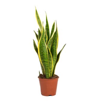 Sansevieria-trifasciata-Laurentii-Variegated-Snake-Plant-Small_5000x