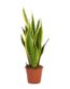 Sansevieria-trifasciata-Laurentii-Variegated-Snake-Plant-Small_5000x