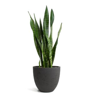 Sansevieria-zeylanica-Snake-Plant-Mini-Jesslyn-Plant-Pot-Black-Washed_8a02a074-152b-457a-a87c-7ccd45f55dd0_5000x