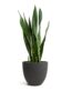 Sansevieria-zeylanica-Snake-Plant-Mini-Jesslyn-Plant-Pot-Black-Washed_8a02a074-152b-457a-a87c-7ccd45f55dd0_5000x